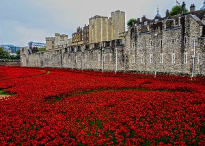 poppies, klaprozen, Blood Swept Lands and Seas of Red